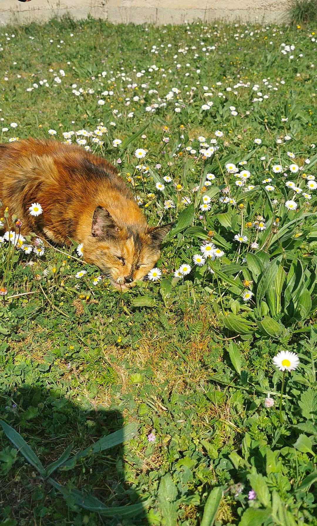 Mini Grosse participe au concours pour gagner de l'argent avec cette photo : big_cats, carnivore, cat, fawn, felidae, flower, grass, grass_family, grassland, groundcover, lawn, natural_landscape, pasture, people_in_nature, petal, plant, small_to_medium_sized_cats, tail, terrestrial_animal, whiskers