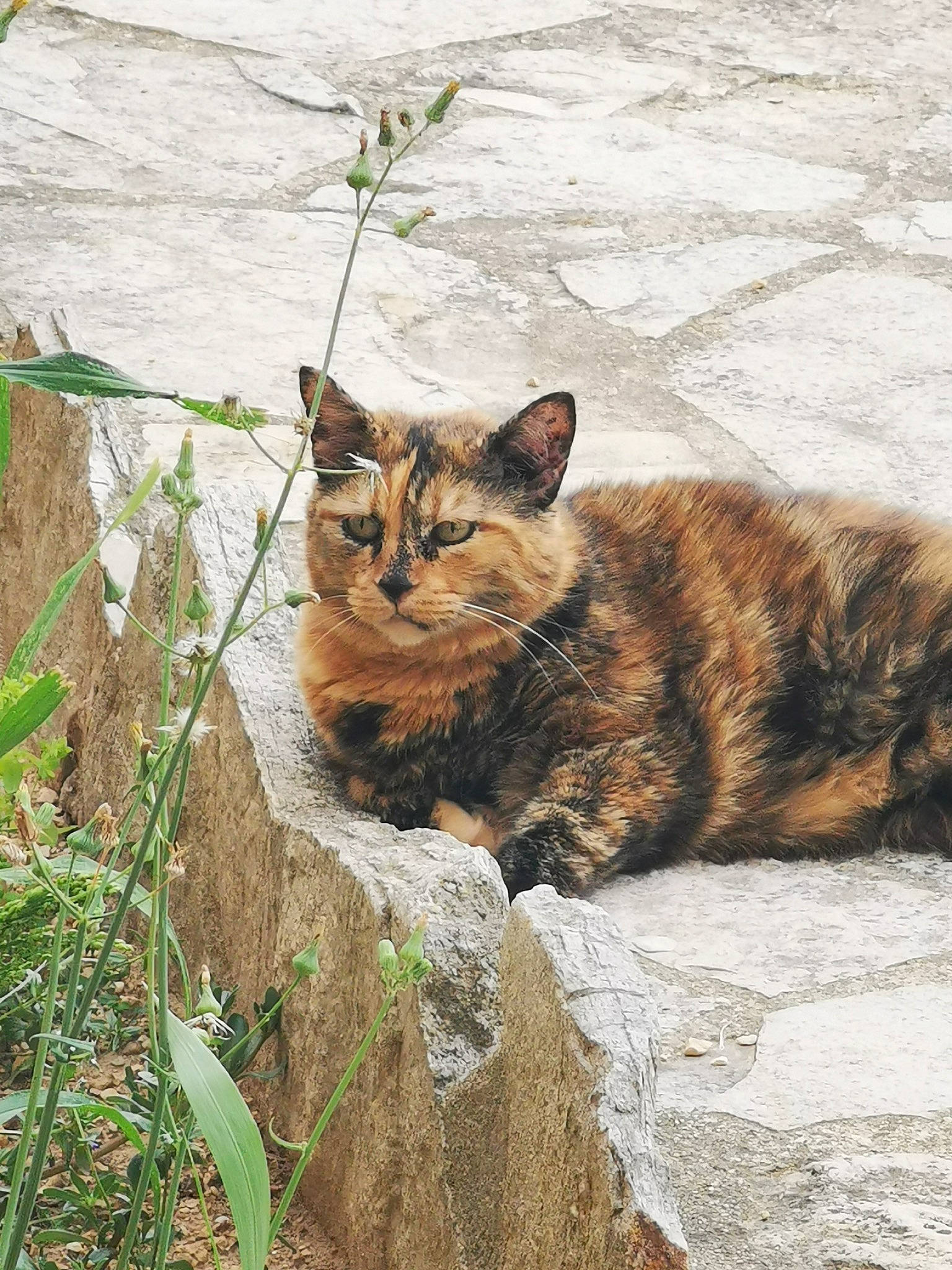 Mini Grosse participe au concours pour gagner de l'argent avec cette photo : carnivore, cat, domestic_short_haired_cat, eye, fawn, felidae, fur, grass, groundcover, lynx, mammal, plant, road_surface, small_to_medium_sized_cats, snout, tail, terrestrial_animal, vertebrate, whiskers, wood