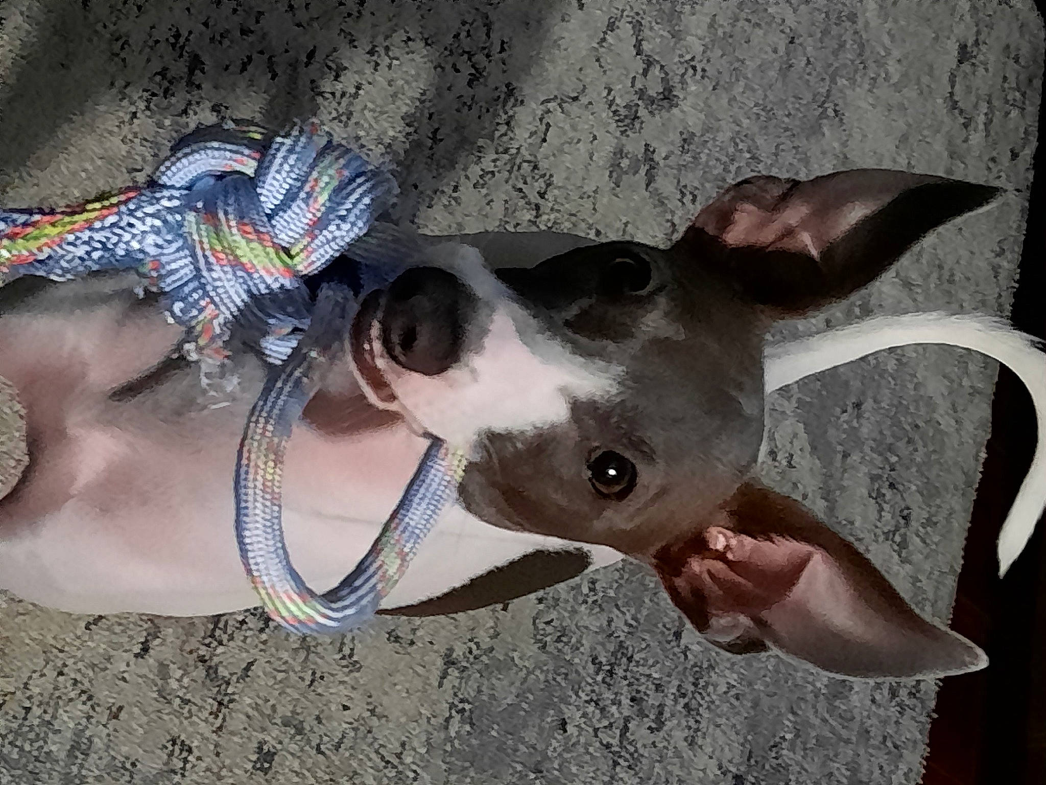 Spook joined the competition — help win amazing prizes! canidae, carnivore, collar, companion_dog, dog, dog_breed, dog_collar, dog_supply, ear, eyewear, fashion_accessory, fawn, gesture, non_sporting_group, pet_supply, snout, sporting_group, whiskers, working_animal