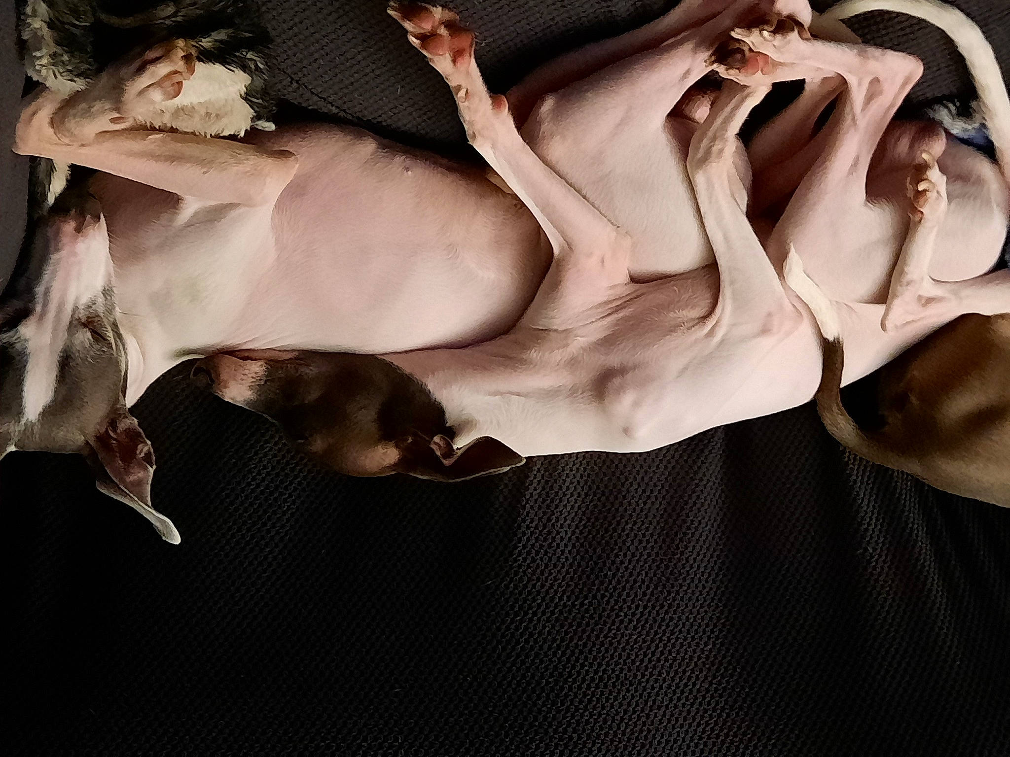 Jooniper joined the competition — help win amazing prizes! abdomen, art, barechested, chest, comfort, dress, flash_photography, formal_wear, fur, gesture, grey, human_leg, linens, monochrome, monochrome_photography, sportswear, thigh, trunk, undergarment, waist