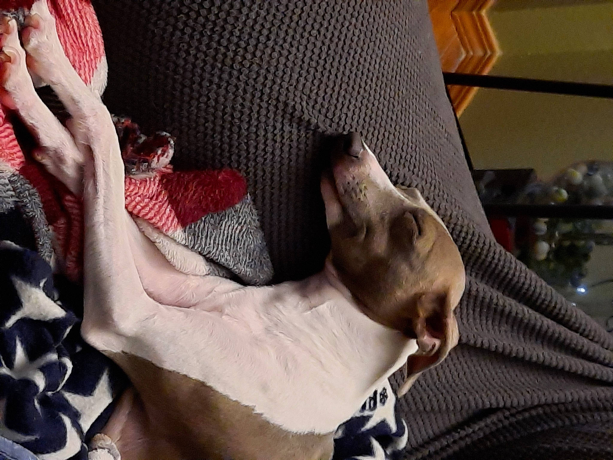 Jooniper is registered to the contest to win money with this photo: barechested, chest, comfort, companion_dog, couch, dog, elbow, foot, gesture, human_body, human_leg, knee, linens, mouth, nail, room, textile, thigh, trunk, wrist