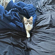 Nike is registered to the contest to win money with this photo: bed, bedding, bedroom, blue_blanket, cat, cozy, cuddly, cute, ears, face, fur, indoors, kitten, paw, pillow, portrait, staring, tabby, whiskers, white_chest