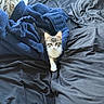 bed, bedding, bedroom, blue_blanket, cat, cozy, cuddly, cute, ears, face, fur, indoors, kitten, paw, pillow, portrait, staring, tabby, whiskers, white_chest