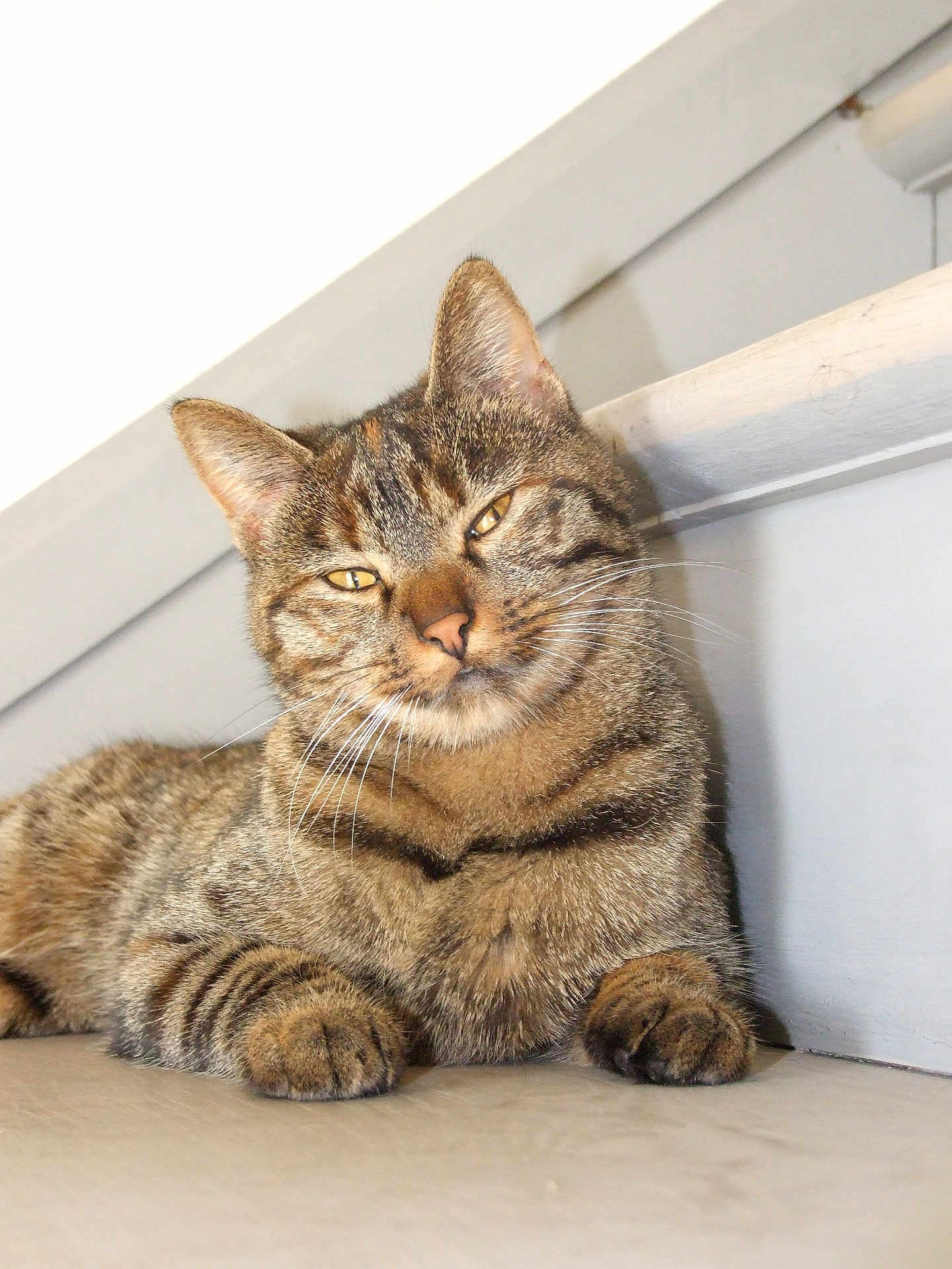 Zamari a rejoint le concours — aidez-le/la à gagner de superbes lots ! cat, tabby, indoor, pet, feline, whiskers, fur, striped, relaxed, sleepy, close_up, floor, resting, animal, cute, mammal, ears, paw, face, domestic