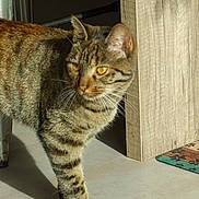 Zamari participe au concours pour gagner de l'argent avec cette photo : cat, tabby, pet, animal, indoor, floor, wood, mat, sunlight, curious, walking, whiskers, ears, feline, domestic, striped, golden_eyes, shadow, home, closeup