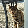 Zamari a rejoint le concours — aidez-le/la à gagner de superbes lots ! cat, tabby_cat, animal, pet, outdoor, sitting, stone_patio, chair, sunlight, shadow, feline, whiskers, ears, fur, striped, quiet, relaxed, daylight, nature, closeup