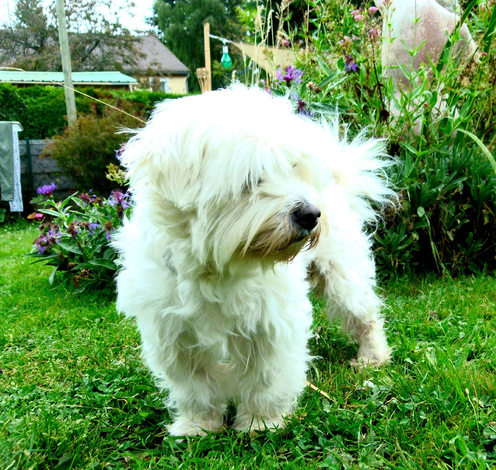 Chipie participe au concours pour gagner de l'argent avec cette photo : canidae, carnivore, companion_dog, dog, dog_breed, grass, maltepoo, non_sporting_group, plant, shrub, small_terrier, sporting_group, terrier, toy_dog, tree, water_dog, working_animal