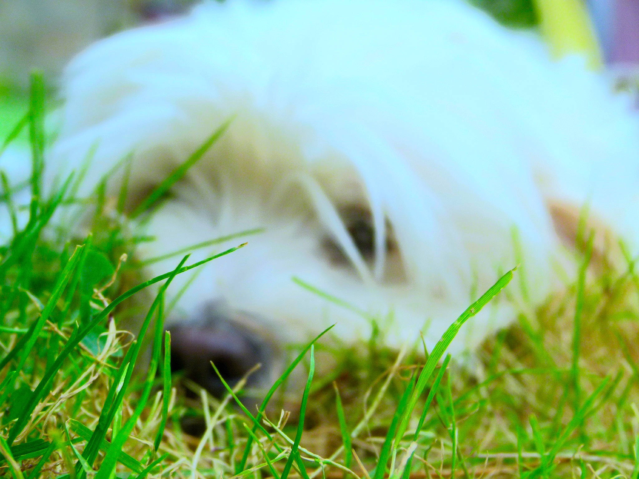 Chipie participe au concours pour gagner de l'argent avec cette photo : carnivore, companion_dog, dog, dog_breed, feather, felidae, grass, grassland, happy, lawn, macro_photography, meadow, natural_landscape, pasture, people_in_nature, plant, prairie, small_to_medium_sized_cats, tail, whiskers