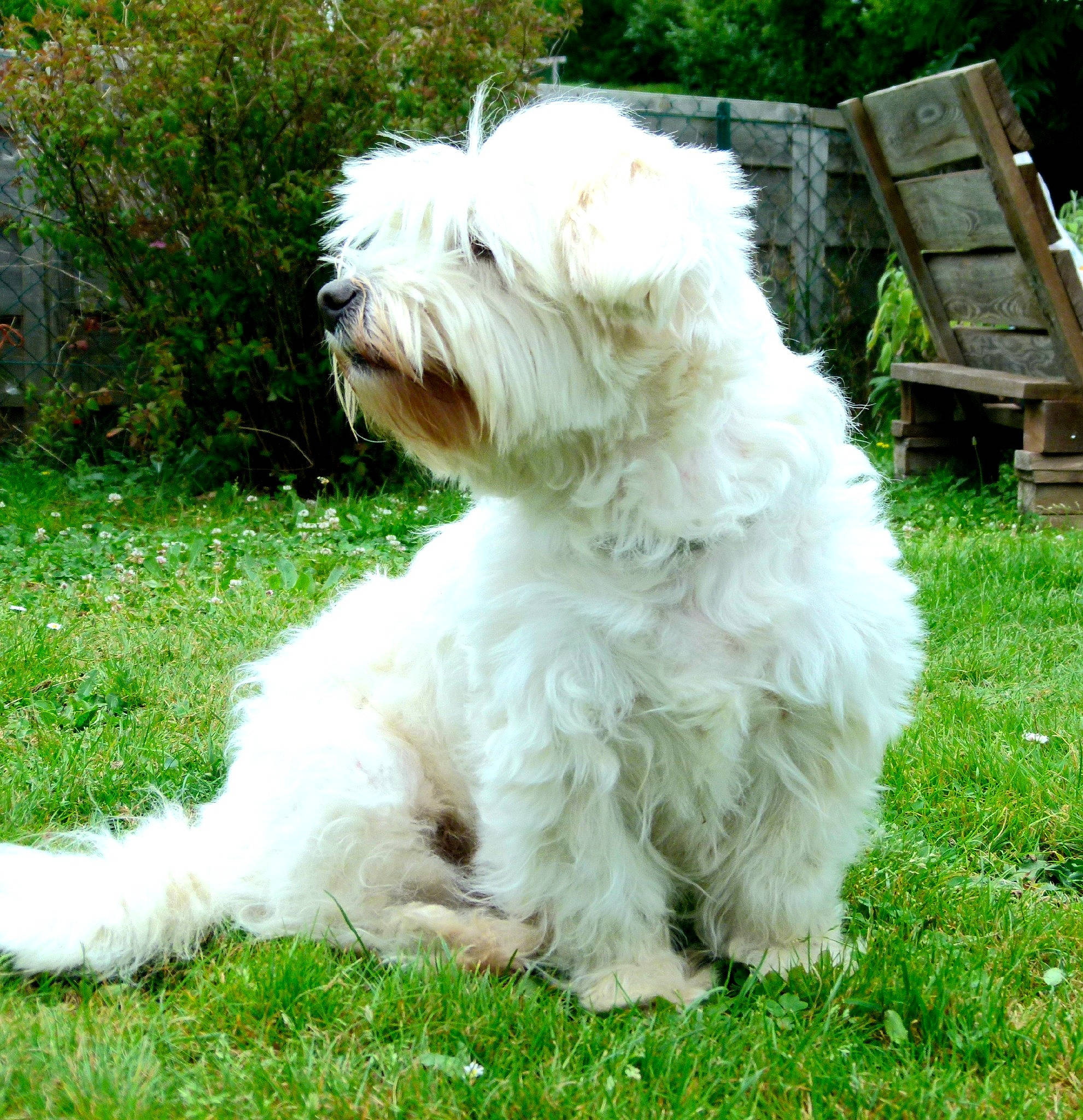 Chipie participe au concours pour gagner de l'argent avec cette photo : bench, canidae, carnivore, companion_dog, dog, dog_breed, grass, maltepoo, non_sporting_group, outdoor_furniture, plant, small_terrier, sporting_group, tail, terrier, toy_dog