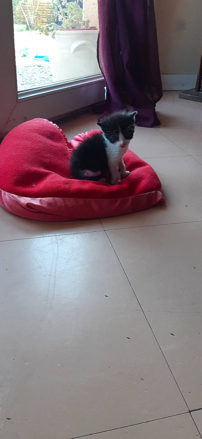 Simba a rejoint le concours — aidez-le/la à gagner de superbes lots ! black_cat, carnivore, cat, comfort, companion_dog, dog_breed, felidae, floor, flooring, grey, hardwood, living_room, magenta, mammal, purple, small_to_medium_sized_cats, tail, tints_and_shades, whiskers, wood