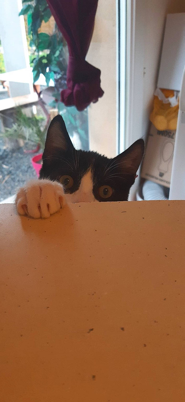 Simba a rejoint le concours — aidez-le/la à gagner de superbes lots ! carmine, carnivore, carton, cat, domestic_short_haired_cat, fawn, felidae, flooring, fur, hardwood, houseplant, plant, room, small_to_medium_sized_cats, snout, tail, tree, whiskers, window, wood