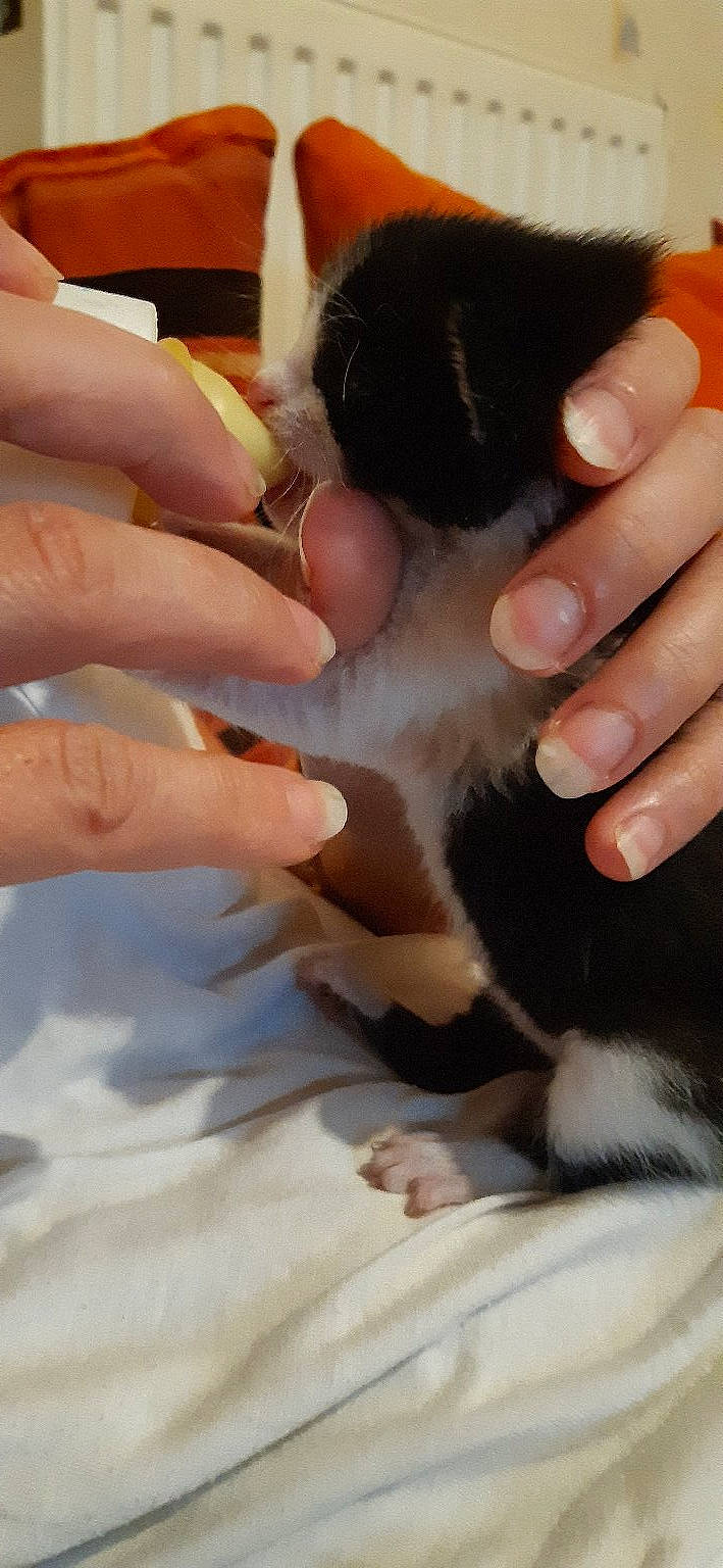 Simba a rejoint le concours — aidez-le/la à gagner de superbes lots ! carnivore, cat, claw, comfort, felidae, finger, fur, gesture, nail, paw, small_to_medium_sized_cats, snout, terrestrial_animal, thumb, toe, whiskers, wrist