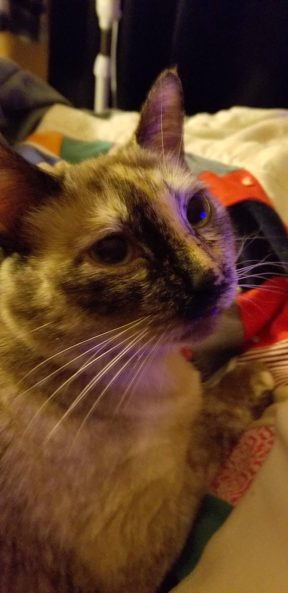 Peppers is registered to the contest to win money with this photo: asian, birman, burmese, carnivore, cat, colorpoint_shorthair, eye, felidae, fur, iris, kitten, mammal, ojos_azules, siamese, small_to_medium_sized_cats, snapshot, snout, thai, tonkinese, whiskers