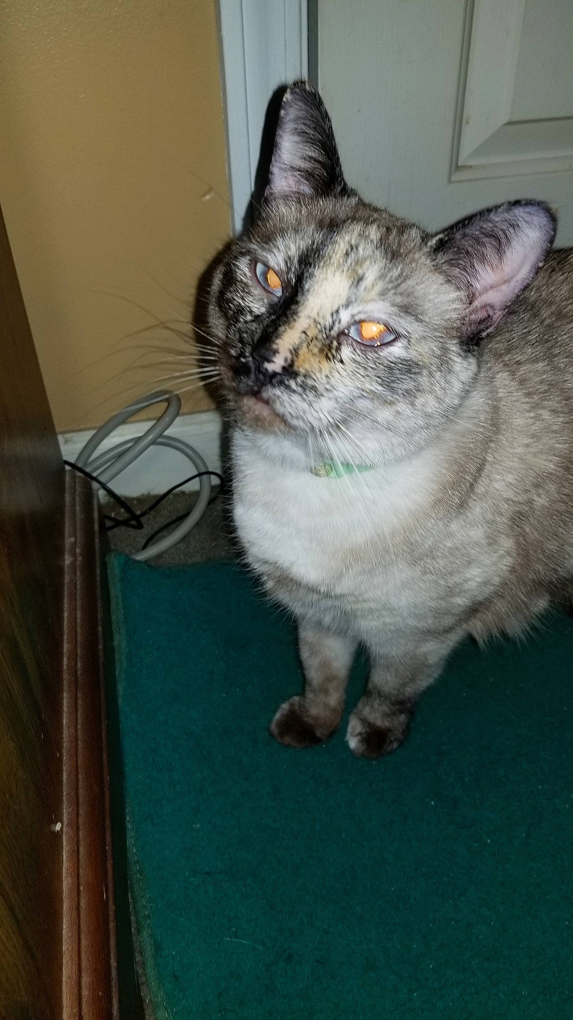 Peppers is registered to the contest to win money with this photo: asian, australian_mist, carnivore, cat, domestic_short_haired_cat, egyptian_mau, european_shorthair, fawn, felidae, german_rex, kitten, mammal, small_to_medium_sized_cats, tabby_cat, vertebrate, whiskers