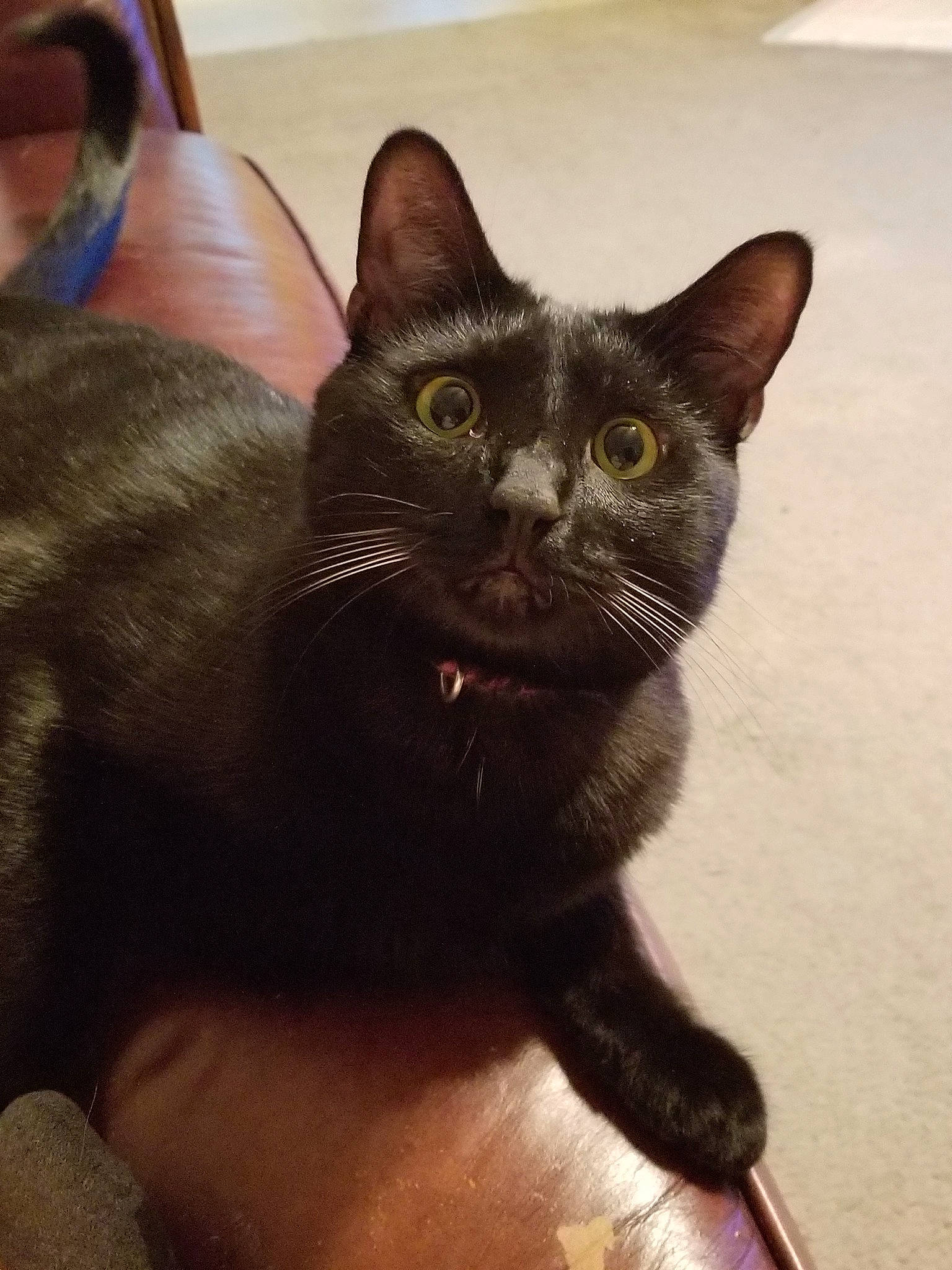 Dixon joined the competition — help win amazing prizes! asian, black_cat, bombay, burmese, carnivore, cat, domestic_short_haired_cat, ear, eye, felidae, german_rex, havana_brown, kitten, korat, mammal, oriental_shorthair, small_to_medium_sized_cats, snout, vertebrate, whiskers