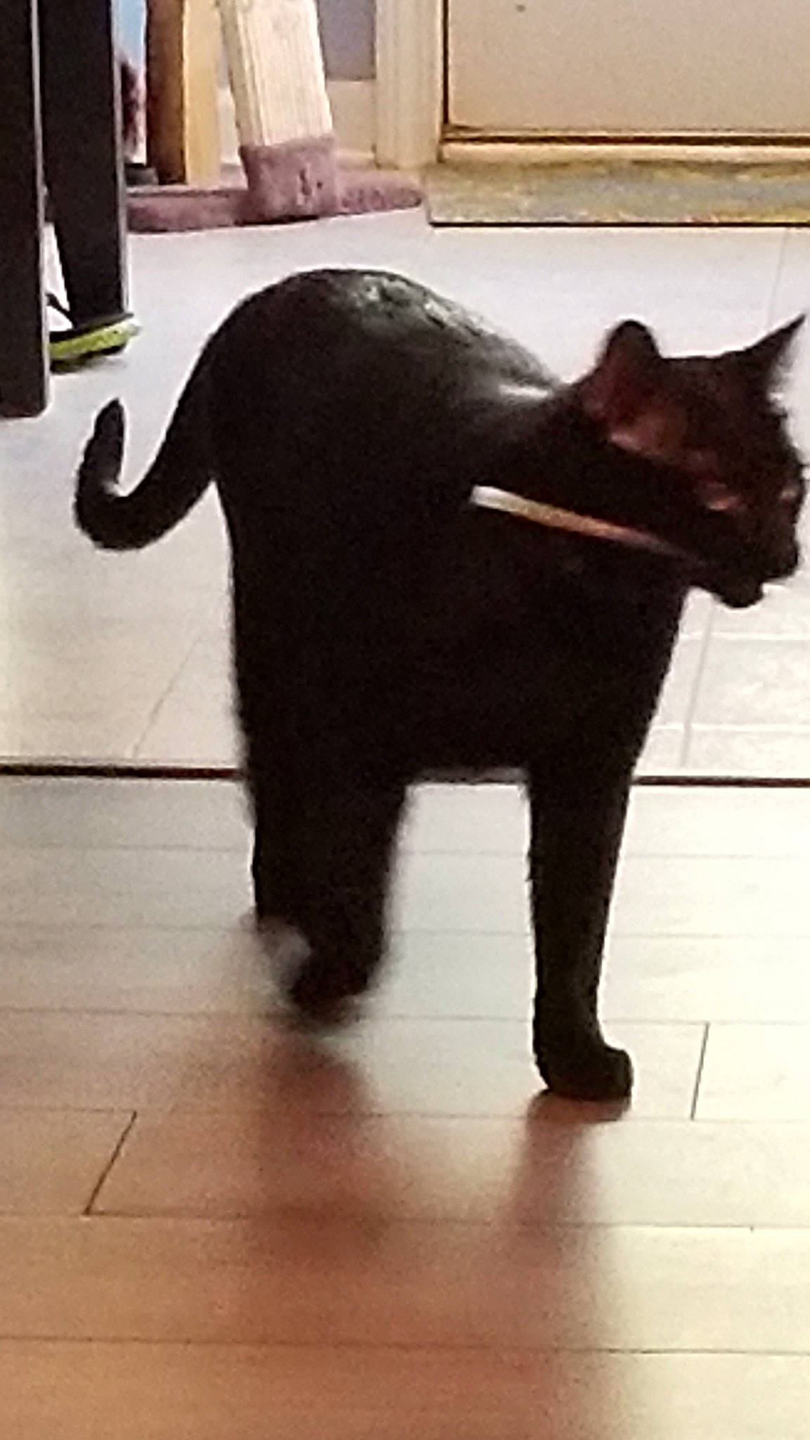 Dixon is registered to the contest to win money with this photo: asian, black, black_cat, bombay, burmese, carnivore, cat, domestic_short_haired_cat, felidae, floor, flooring, fur, havana_brown, mammal, small_to_medium_sized_cats, tail, whiskers