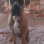 Venus participe au concours pour gagner de l'argent avec cette photo : animal, blanket, brown, calm, dog, ears, floor, home, indoors, large_dog, looking, paw, pet, picture_frame, portrait, sitting, stone_wall, tile, wall, white_markings