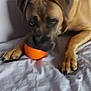 dog, brown_dog, pet, animal, orange_ball, indoor, bed, sheet, paw, chewing, lying_down, fur, ears, nails, snout, shadow, toy, resting, closeup, blur