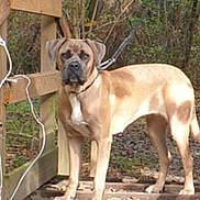 Venus participe au concours pour gagner de l'argent avec cette photo : alert, animal, brown_dog, canine, collar, daylight, dog, fence, forest_path, greenery, leash, leaves, nature, outdoor, pet, standing, tree, walking, wooden_bridge, woods