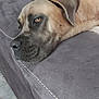 Venus a rejoint le concours — aidez-le/la à gagner de superbes lots ! animal, brown_fur, canine, carpet, close_up, comfort, couch, decor, dog, door, grey_furniture, home, household, indoor, living_room, pet, portrait, relaxed, resting, wall
