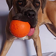 Venus a rejoint le concours — aidez-le/la à gagner de superbes lots ! dog, orange_ball, tongue, couch, indoor, pet, brown_dog, playful, animal, closeup, furniture, canine, home, toy, expression, looking, muzzle, ears, legs, white_background