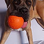 dog, orange_ball, tongue, couch, indoor, pet, brown_dog, playful, animal, closeup, furniture, canine, home, toy, expression, looking, muzzle, ears, legs, white_background