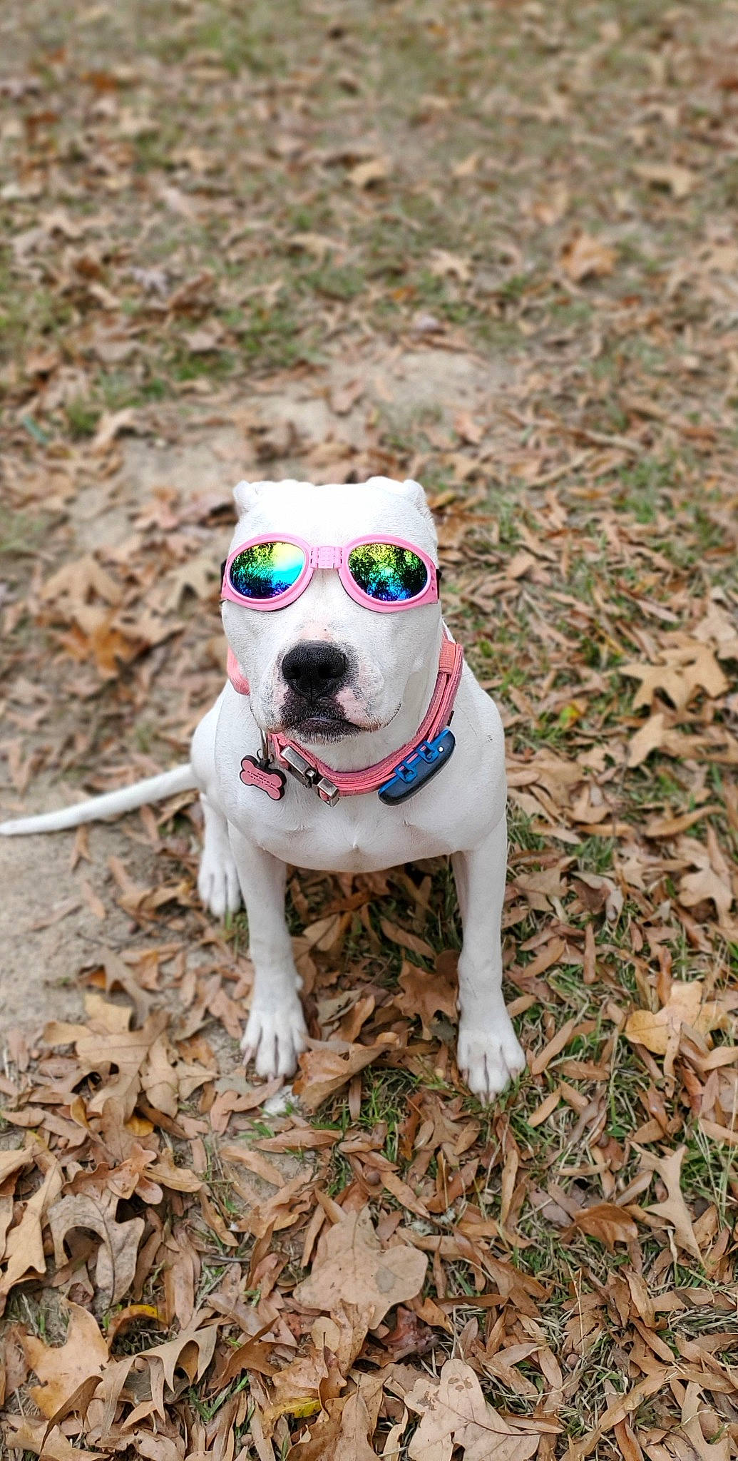 Maggie May joined the competition — help win amazing prizes! carnivore, collar, companion_dog, dog, dog_breed, dog_clothes, dog_collar, dog_supply, eyewear, fashion_accessory, fawn, grass, pet_supply, soil, sporting_group, sunglasses, toy_dog, vision_care, wood, working_animal