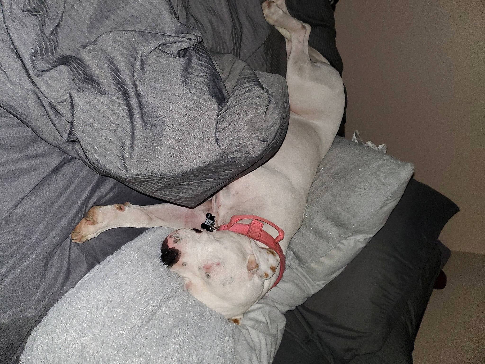 Maggie May is registered to the contest to win money with this photo: canidae, carnivore, comfort, companion_dog, couch, dog, dog_breed, fawn, fur, gesture, grey, human_leg, knee, linens, nap, pillow, sitting, sporting_group, toy_dog, wrinkle