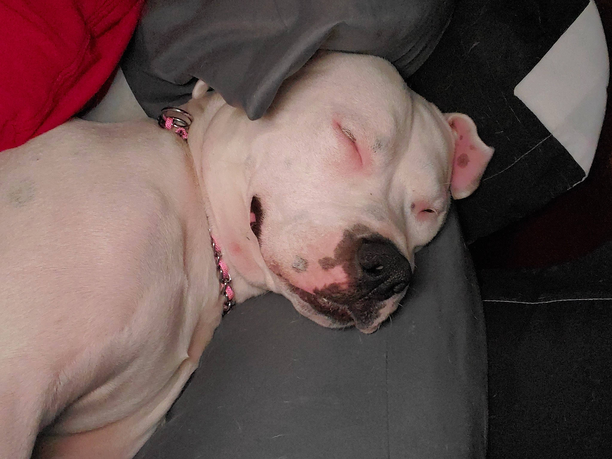 Maggie May joined the competition — help win amazing prizes! bulldog, canidae, carnivore, comfort, companion_dog, cordoba_fighting_dog, dog, dog_breed, dogo_argentino, dogo_guatemalteco, fawn, guard_dog, molosser, non_sporting_group, snout, sporting_group, terrestrial_animal, whiskers, working_animal, wrinkle