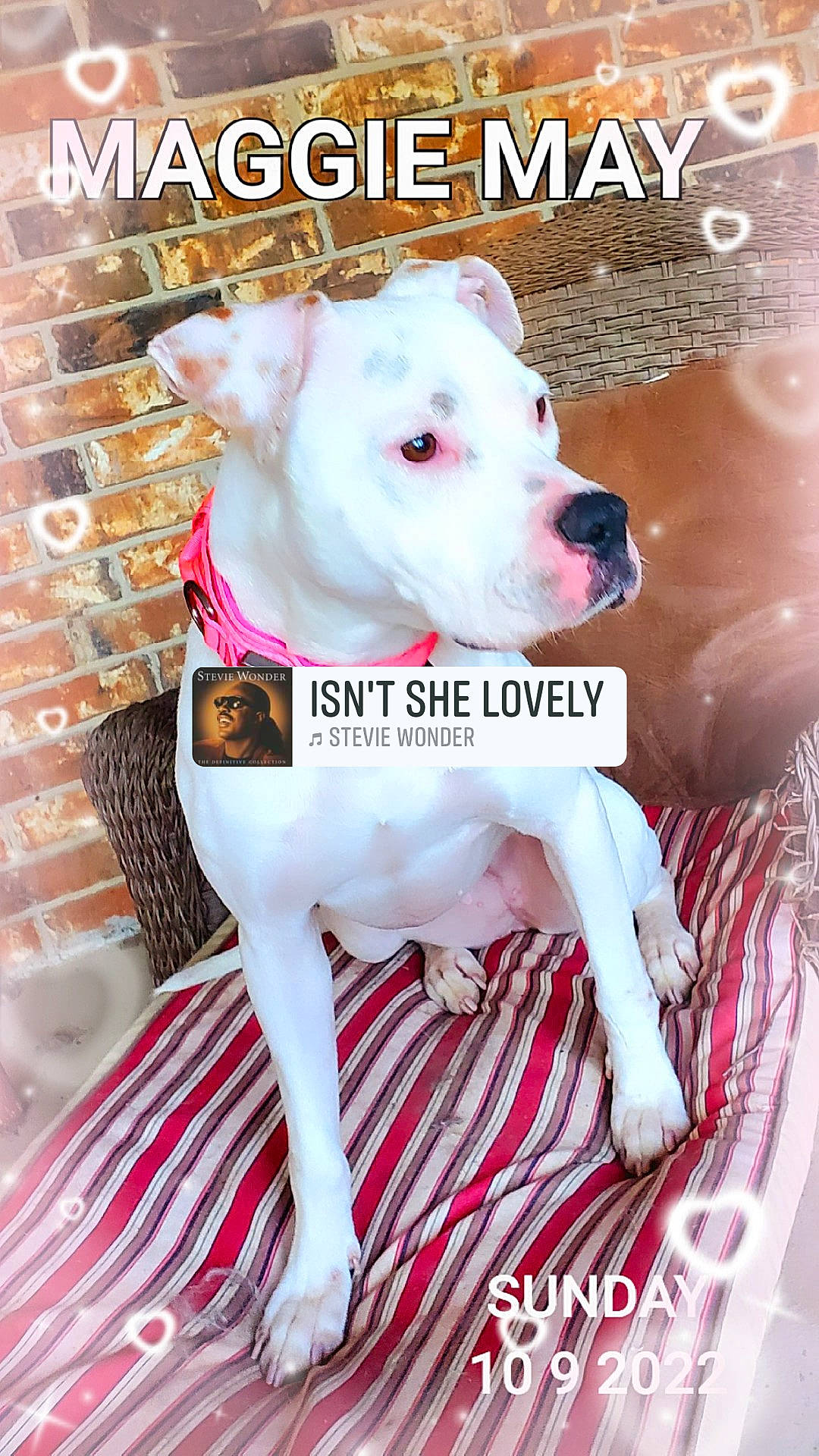 Maggie May is registered to the contest to win money with this photo: canidae, carnivore, collar, companion_dog, dog, dog_breed, dog_collar, dog_supply, dogo_argentino, fawn, font, pattern, paw, pet_supply, photo_caption, pink, puppy, sporting_group, white, working_animal