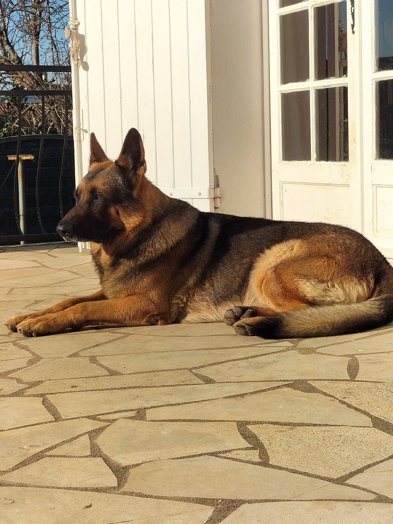 Maiko a rejoint le concours — aidez-le/la à gagner de superbes lots ! canidae, carnivore, dog, dog_breed, door, east_european_shepherd, fawn, flagstone, flooring, fur, road_surface, snout, sporting_group, tail, terrestrial_animal, tree, window, wood, working_animal, working_dog