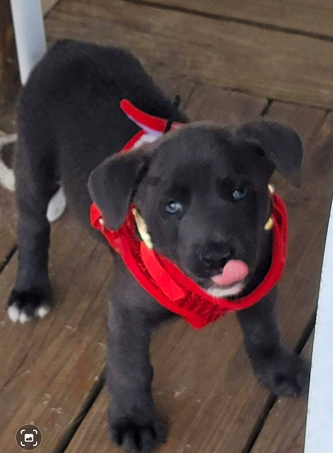 Bandit joined the competition — help win amazing prizes! borador, canidae, carnivore, collar, companion_dog, dog, dog_breed, dog_collar, dog_supply, fashion_accessory, fawn, flooring, fur, leash, personal_protective_equipment, pet_supply, snout, tail, whiskers, working_animal