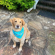 Minnow is registered to the contest to win money with this photo: dog, golden_retriever, birthday_bandana, pet, outdoor, stone_patio, greenery, bushes, stairs, brick, animal, cute, sitting, fur, canine, mammal, looking, daylight, celebration, friendly