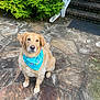 dog, golden_retriever, birthday_bandana, pet, outdoor, stone_patio, greenery, bushes, stairs, brick, animal, cute, sitting, fur, canine, mammal, looking, daylight, celebration, friendly