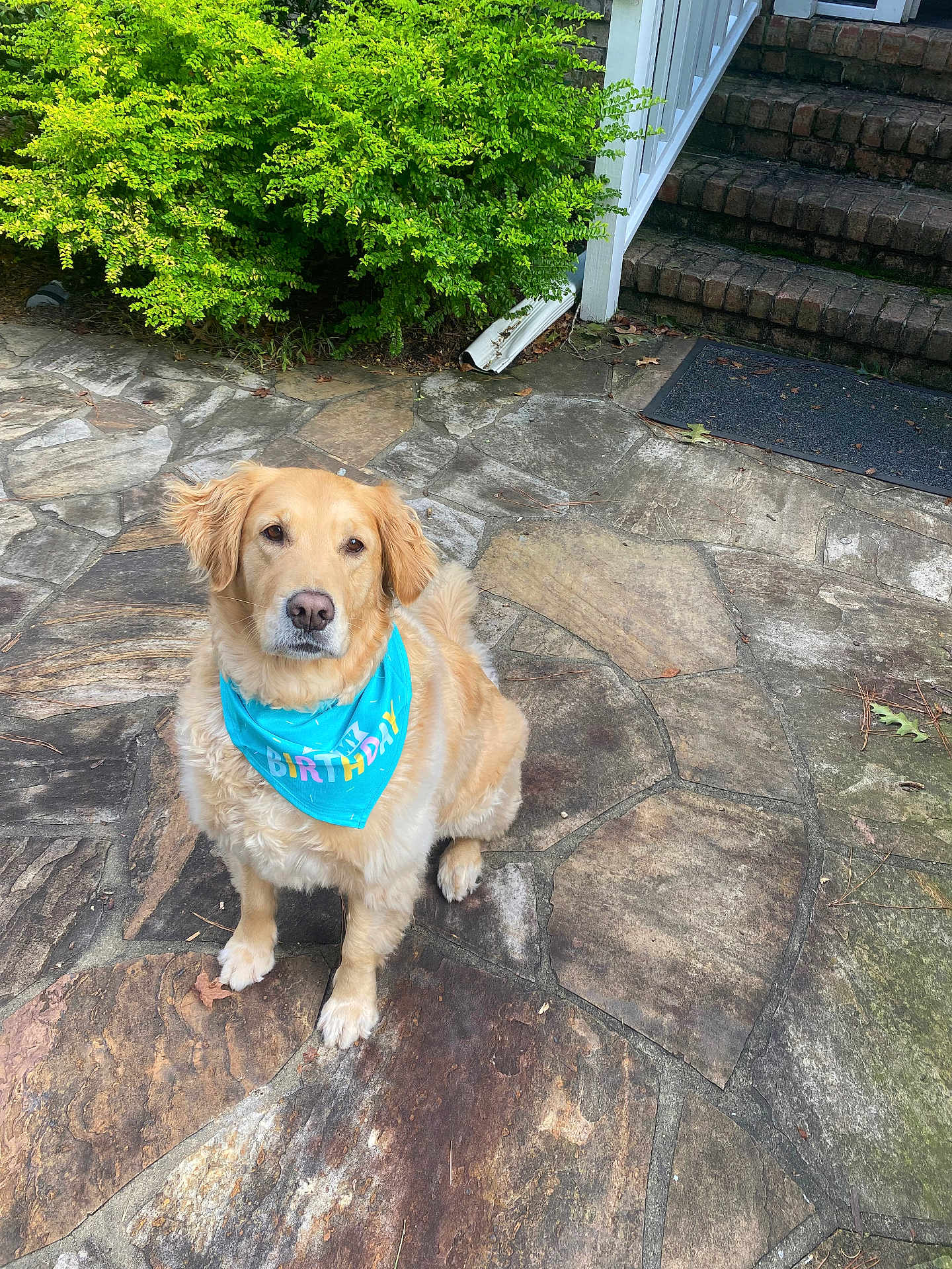 Minnow is registered to the contest to win money with this photo: dog, golden_retriever, birthday_bandana, pet, outdoor, stone_patio, greenery, bushes, stairs, brick, animal, cute, sitting, fur, canine, mammal, looking, daylight, celebration, friendly