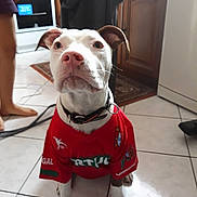 Xena a rejoint le concours — aidez-le/la à gagner de superbes lots ! american_pit_bull_terrier, boston_terrier, carnivoran, dog, dog_breed, dog_breed_group, dog_like_mammal, mammal, non_sporting_group, pit_bull, product, snout