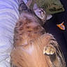 Suki joined the competition — help win amazing prizes! cat, tabby_cat, sleeping, relaxed, indoor, pet, fur, paw, couch, blanket, pillow, cozy, feline, resting, animal, cute, whiskers, domestic_cat, soft, napping