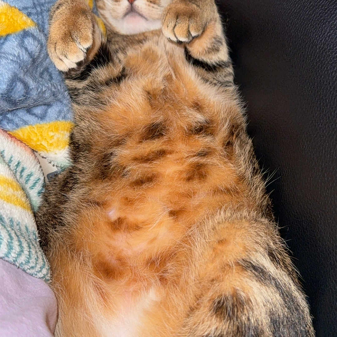 Suki