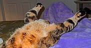 Suki is registered to the contest to win money with this photo: cat, feline, stretching, belly_up, indoor, blanket, purple, relaxation, fur, paws, cozy, bed, door, television, home, animal, pet, resting, comfort, sleeping_position