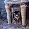 Suki is registered to the contest to win money with this photo: cat, tabby, cat_tree, scratching_post, indoor, pet, cozy, wooden_floor, fur, playful, hiding, curious, animal, domestic_cat, resting, home_interior, feline, cute, looking, ears