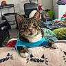 cat, tabby_cat, blue_sweater, blanket, meow, furniture, indoor, living_room, chair, shelf, laundry_machine, plant, cozy, pet, curious, paws, face, domestic, home, cute