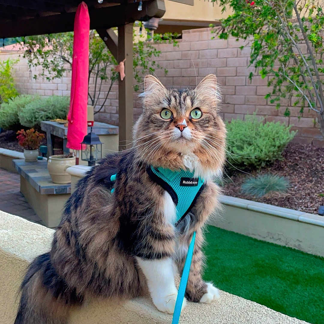 Kali