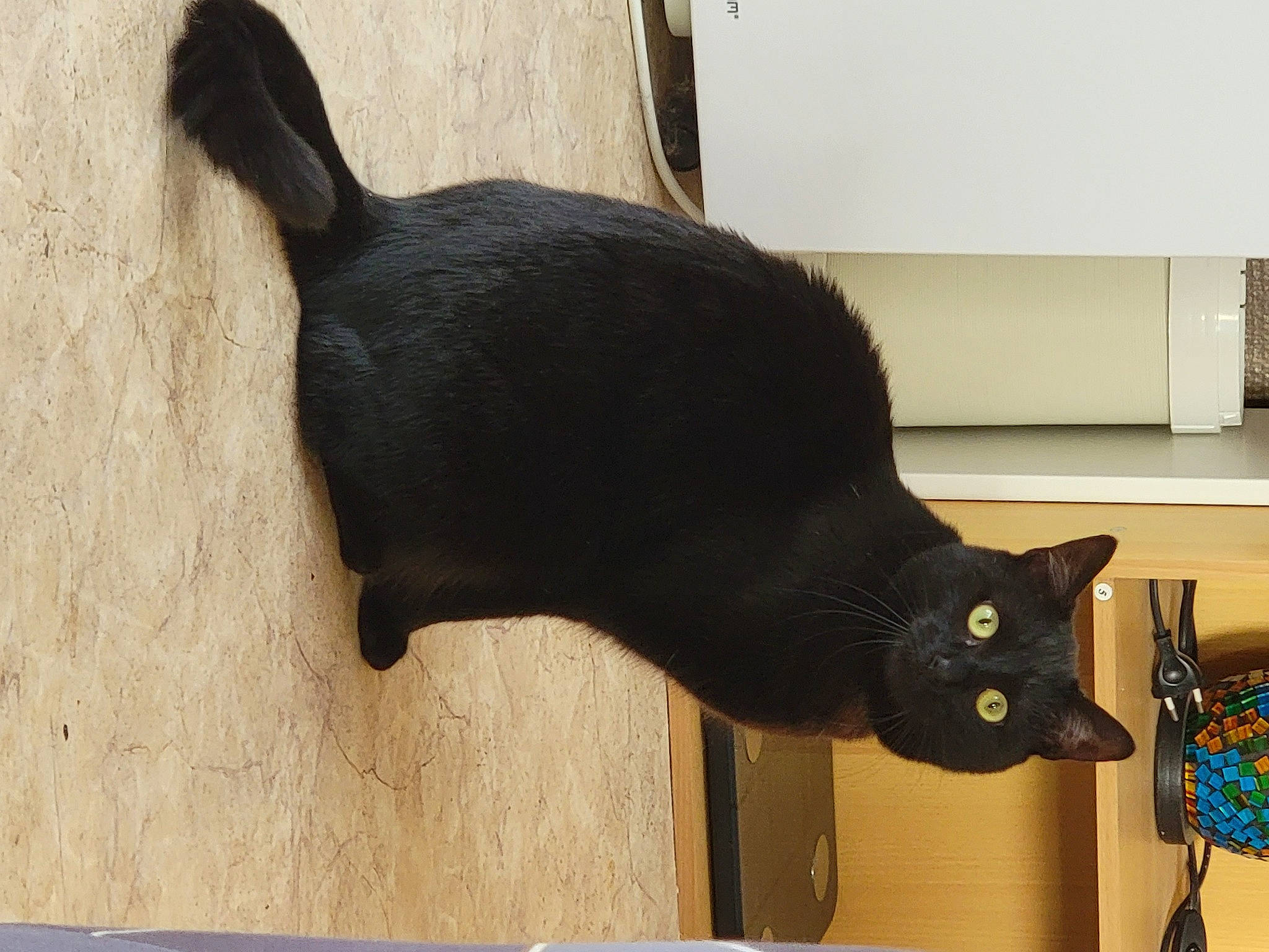 Éclipse participe au concours pour gagner de l'argent avec cette photo : black_cat, bombay, carnivore, cat, domestic_short_haired_cat, felidae, flooring, fur, gesture, hardwood, small_to_medium_sized_cats, tail, terrestrial_animal, whiskers, wood