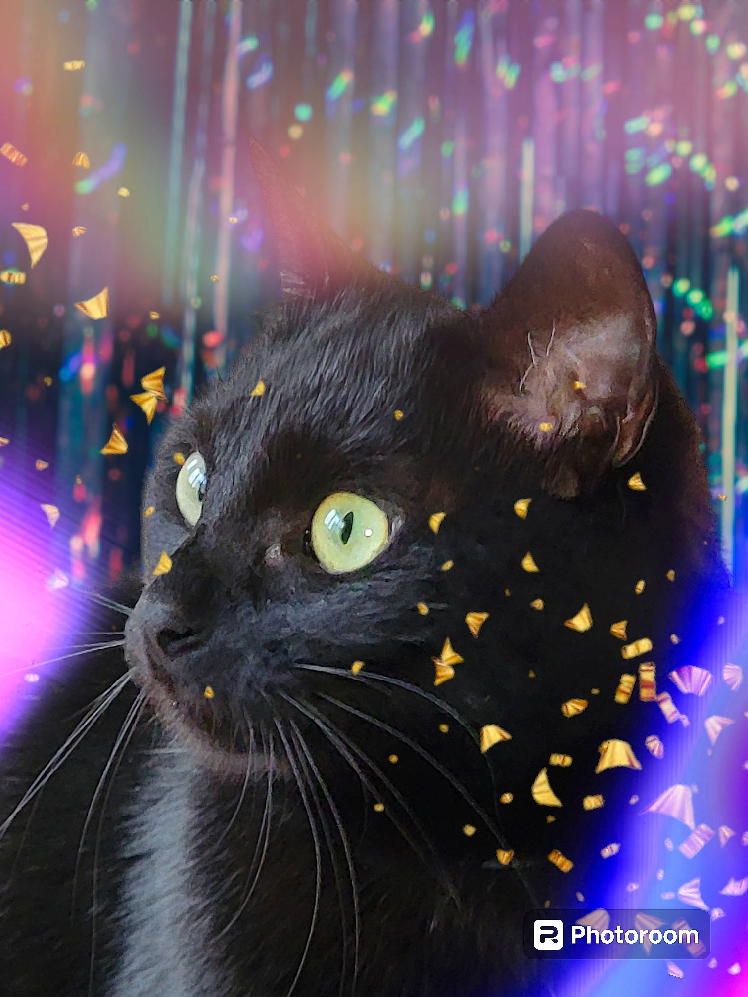 Éclipse a rejoint le concours — aidez-le/la à gagner de superbes lots ! art, black_cat, bombay, carnivore, cat, domestic_short_haired_cat, electric_blue, event, felidae, fur, illustration, light, magenta, night, small_to_medium_sized_cats, snout, terrestrial_animal, whiskers, window