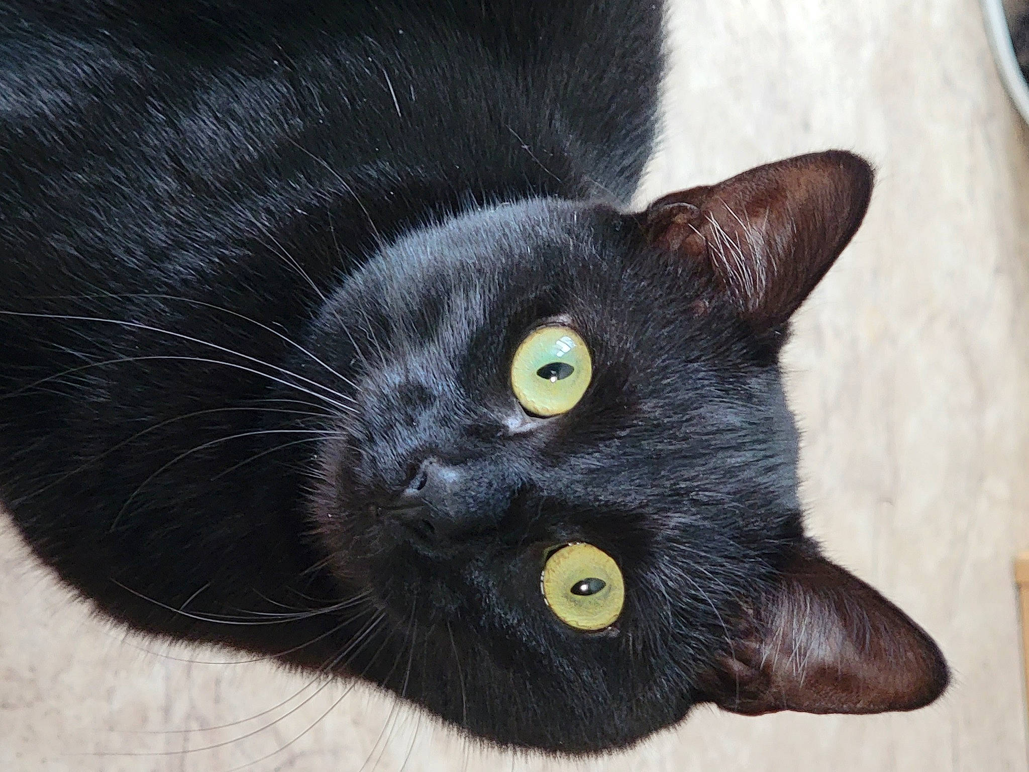 Éclipse participe au concours pour gagner de l'argent avec cette photo : black_cat, bombay, carnivore, cat, domestic_short_haired_cat, ear, eye, felidae, fur, havana_brown, head, small_to_medium_sized_cats, snout, tail, terrestrial_animal, whiskers