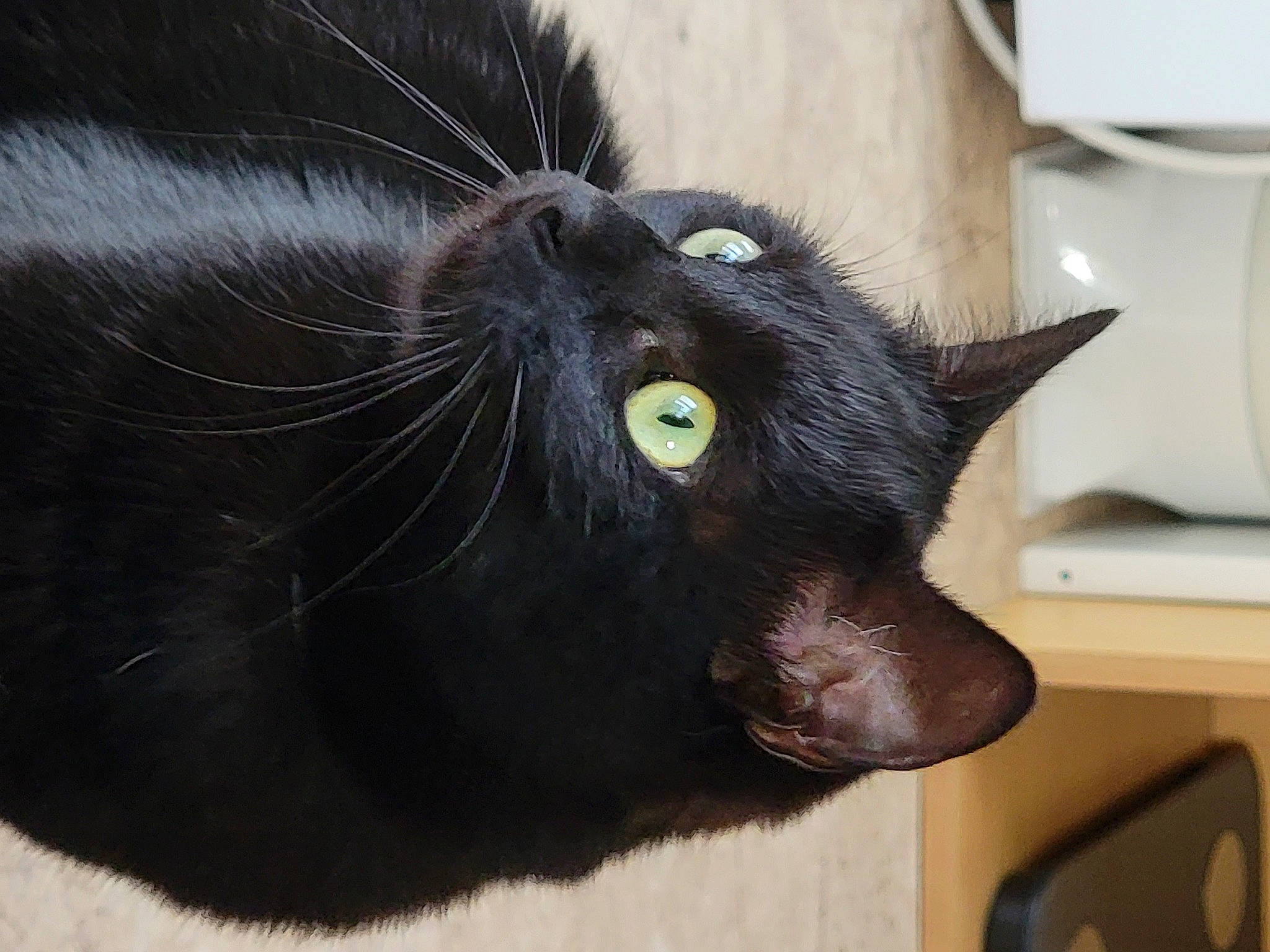 Éclipse a rejoint le concours — aidez-le/la à gagner de superbes lots ! black_cat, bombay, carnivore, cat, claw, domestic_short_haired_cat, ear, felidae, fur, handwriting, havana_brown, paper_towel, paw, small_to_medium_sized_cats, snout, tail, terrestrial_animal, whiskers