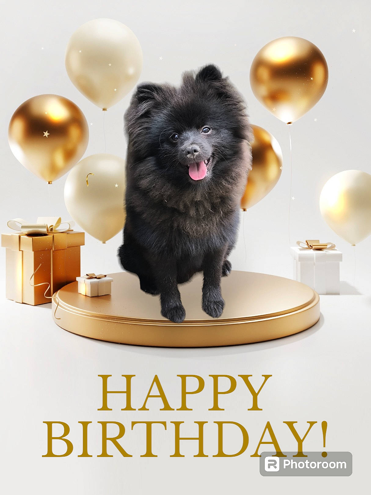 Usko a rejoint le concours — aidez-le/la à gagner de superbes lots ! ball, canidae, carnivore, companion_dog, dog, dog_breed, dog_supply, fashion_accessory, font, fur, german_spitz, german_spitz_klein, german_spitz_mittel, happy, photo_caption, rectangle, room, spitz, sporting_group, toy_dog