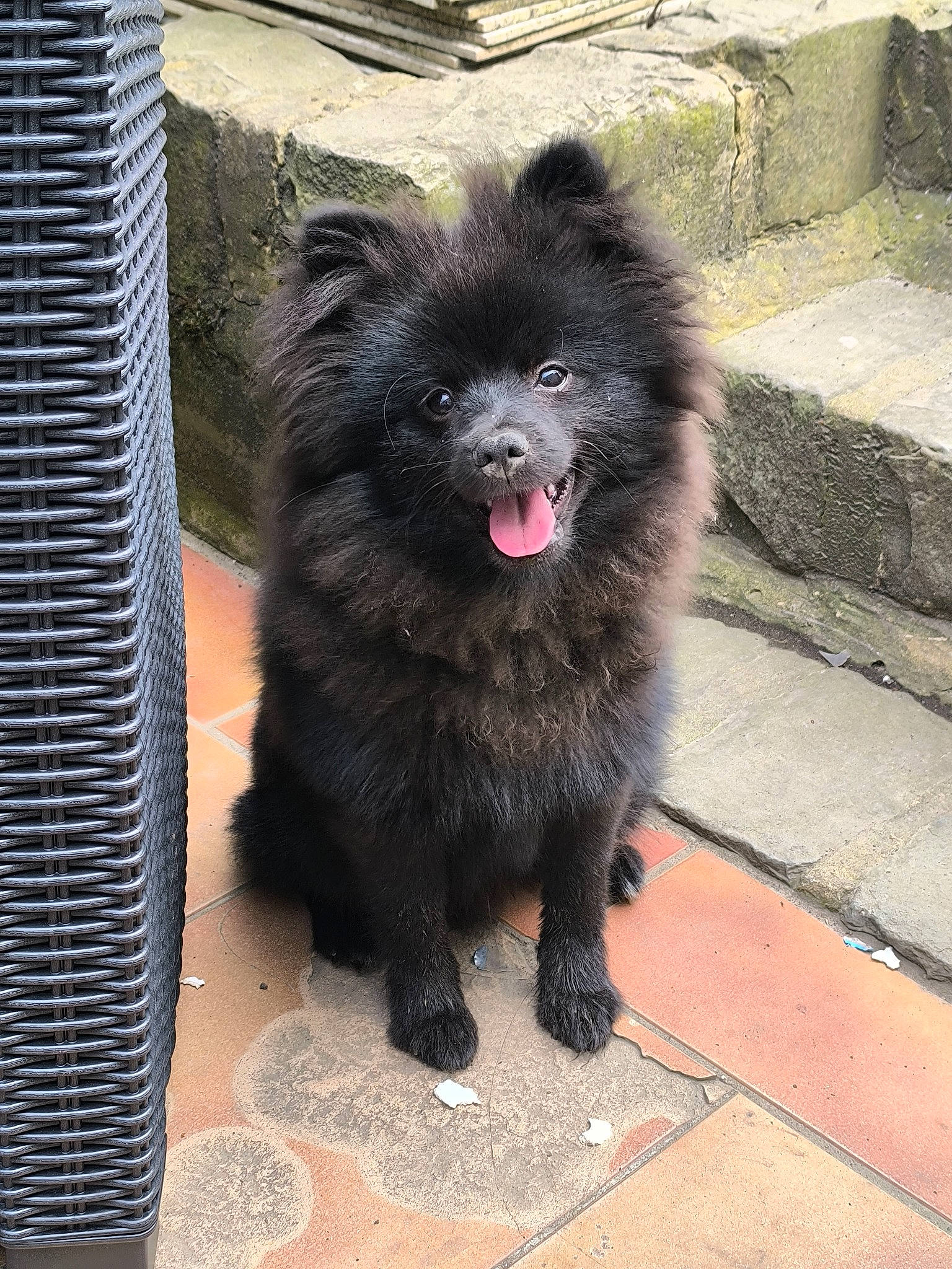 Usko a rejoint le concours — aidez-le/la à gagner de superbes lots ! ancient_dog_breeds, canidae, carnivore, companion_dog, dog, dog_breed, dog_supply, fur, german_spitz, german_spitz_klein, german_spitz_mittel, non_sporting_group, snout, spitz, sporting_group, tail, terrestrial_animal, toy_dog, working_animal, working_dog