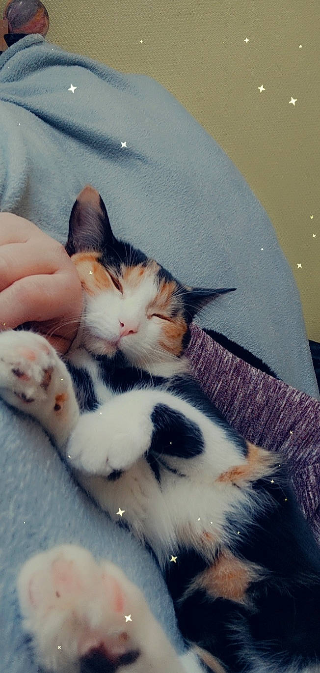 Yuna a rejoint le concours — aidez-le/la à gagner de superbes lots ! carnivore, cat, claw, comfort, domestic_short_haired_cat, felidae, finger, foot, fur, grass, hand, lap, paw, plant, sky, small_to_medium_sized_cats, snout, tail, tree, whiskers