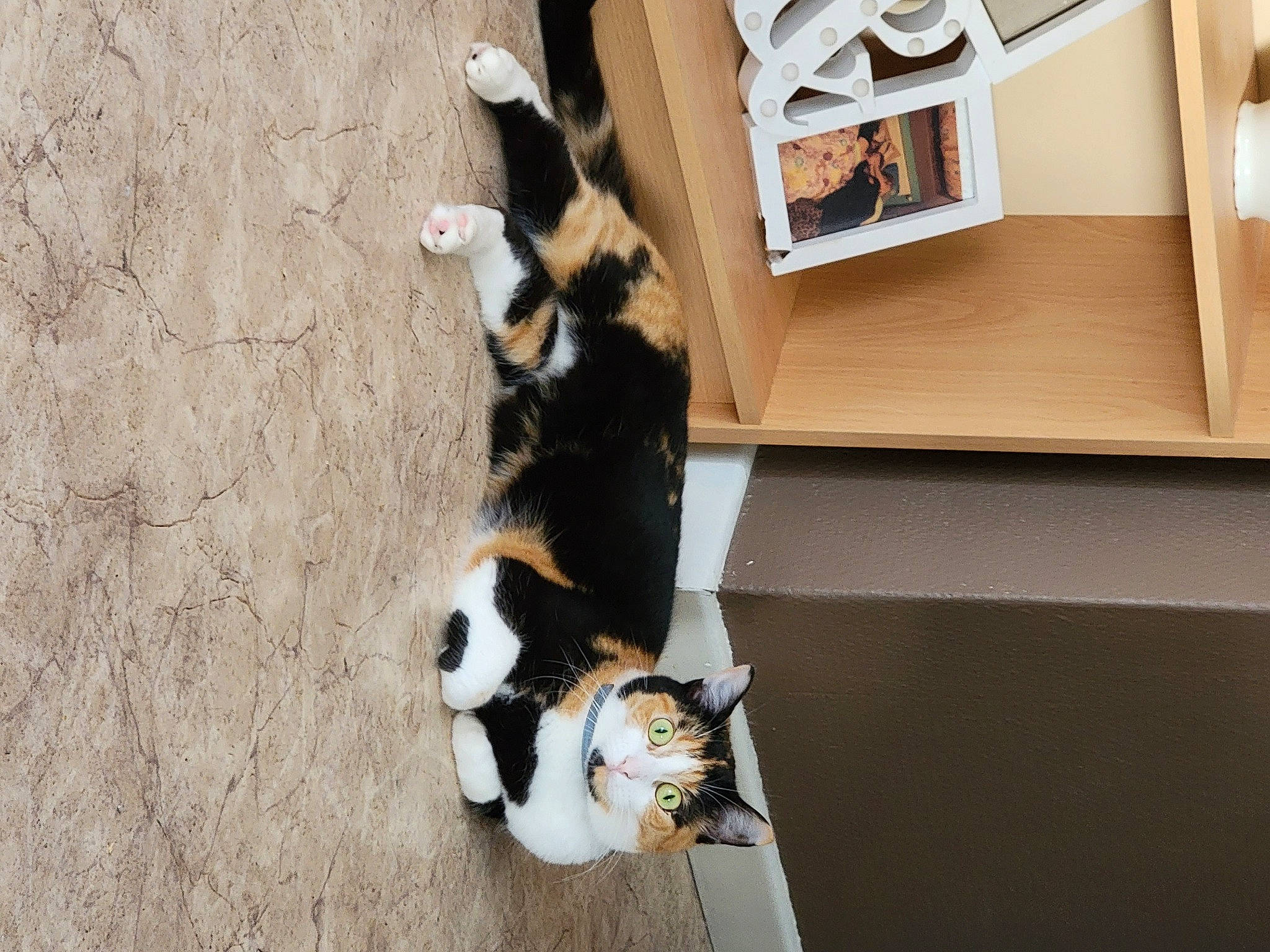 Yuna participe au concours pour gagner de l'argent avec cette photo : art, canidae, carnivore, cat, companion_dog, dog_breed, felidae, flooring, fur, hardwood, natural_material, room, shadow, small_to_medium_sized_cats, sporting_group, tail, terrestrial_animal, tree, wood, working_animal